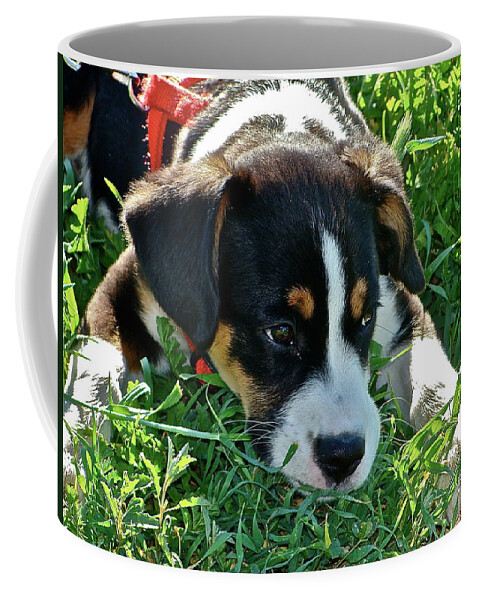 Pets Coffee Mug featuring the photograph Bingo by Diana Hatcher