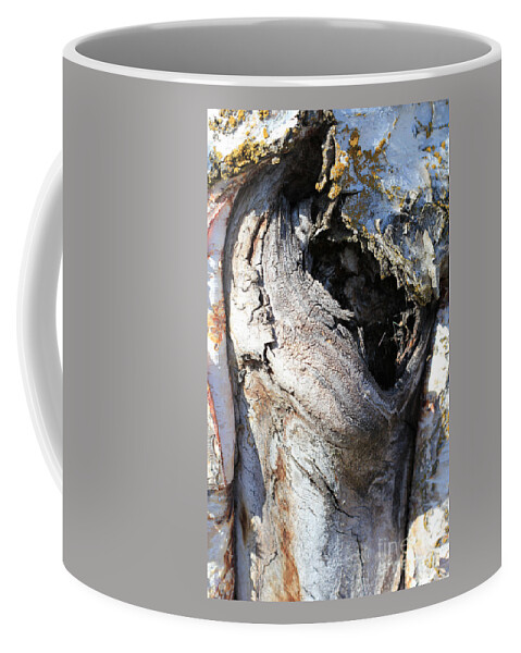 Old Coffee Mug featuring the photograph Birch by Annekathrin Hansen