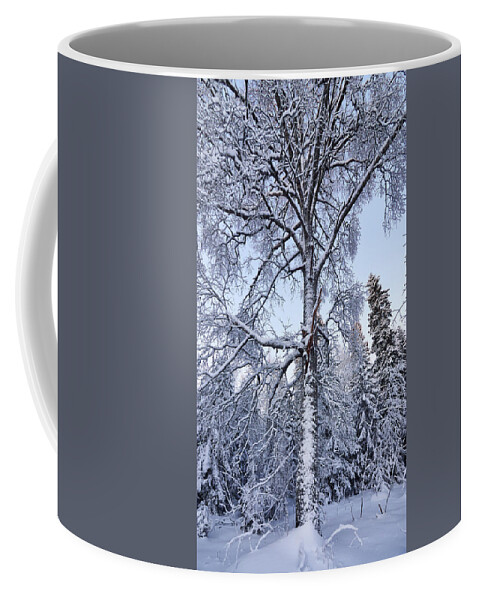 Finland Coffee Mug featuring the photograph Birch in the winter dress by Jouko Lehto