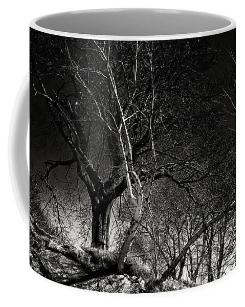 Salem Coffee Mug featuring the photograph Birch Tree On Beach Bluff by Jeff Folger