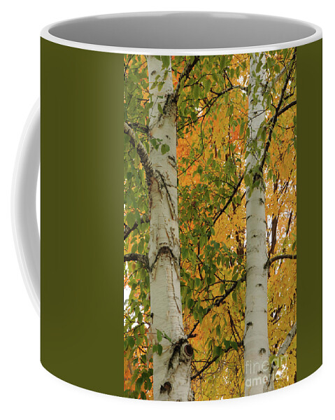 Tree Coffee Mug featuring the photograph Birch Tree by Ronald Grogan