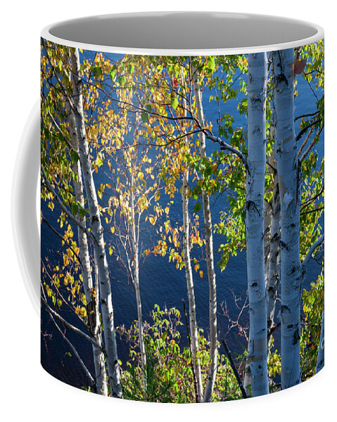 Trees Coffee Mug featuring the photograph Birches on lake shore by Elena Elisseeva