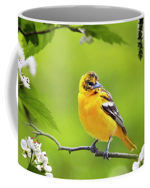 Bird Coffee Mug featuring the photograph Bird and Blooms - Baltimore Oriole by Christina Rollo