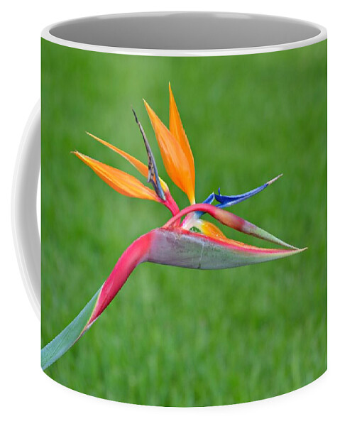 Bird Of Paradise Coffee Mug featuring the photograph Bird of Paradise by Carolyn Mickulas