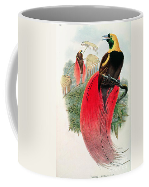 Birds Coffee Mug featuring the painting Bird of Paradise by John Gould