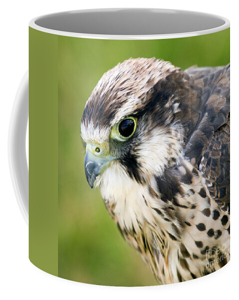  Falcon Coffee Mug featuring the photograph Bird of prey by Ang El