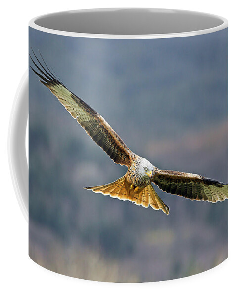 Accipitridae Coffee Mug featuring the photograph Bird of Prey by Grant Glendinning