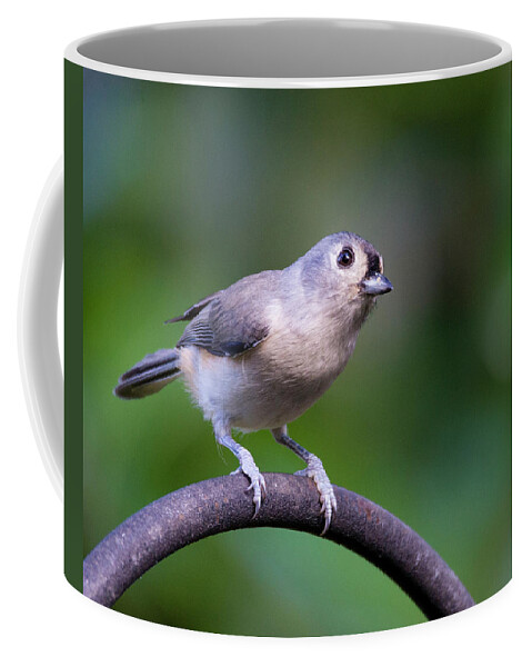 Bird Coffee Mug featuring the photograph Bird sees photographer by Valerie Cason