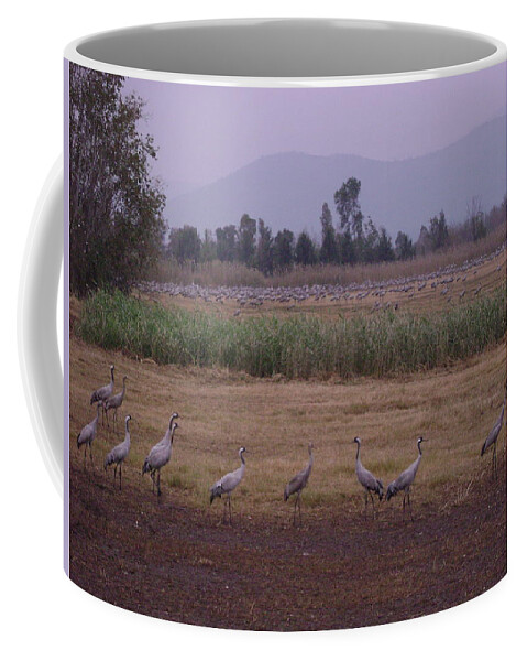 Birds Coffee Mug featuring the photograph Birds2 by Moshe Harboun