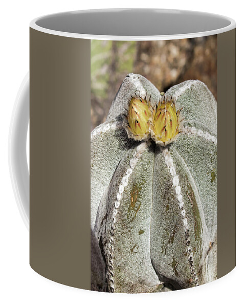Bishop's Cap Cactus Coffee Mug featuring the photograph Bishop's Cap Cactus by Jurgen Lorenzen