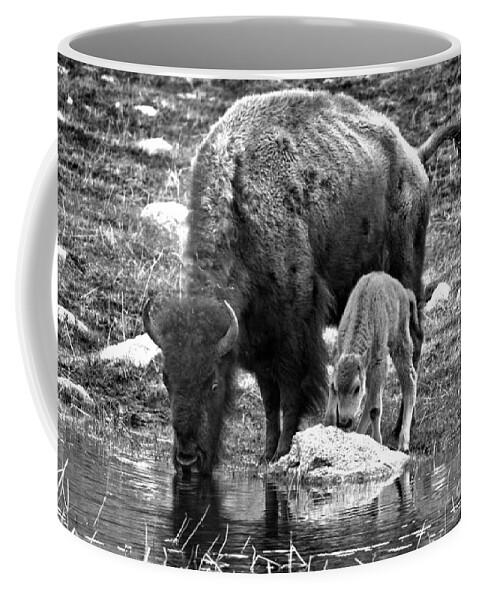 Bison Coffee Mug featuring the photograph Bison Red Dog With Mom Black And White by Adam Jewell