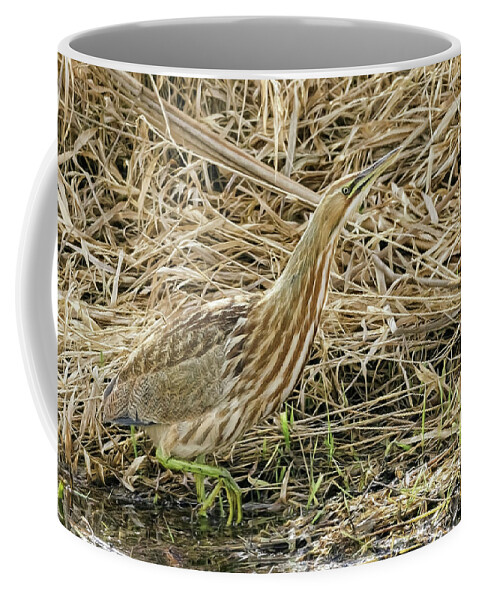 Bittern On The Hunt Coffee Mug featuring the photograph Bittern on the Hunt by Wes and Dotty Weber