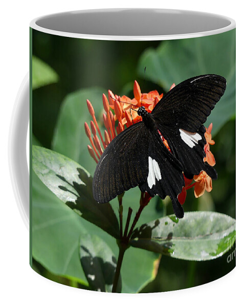 Butterfly Coffee Mug featuring the photograph Black and Orange by Mafalda Cento