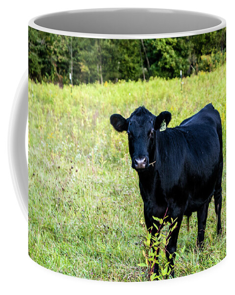 Angus Coffee Mug featuring the photograph Black Angus Steer by Kevin Gladwell
