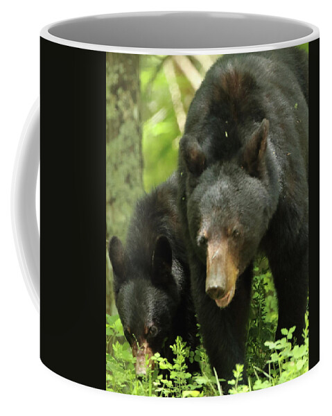 American Black Bear Coffee Mug featuring the photograph Black Bear and cub on ground by Coby Cooper