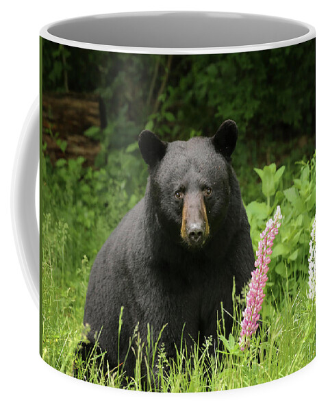 Bear Coffee Mug featuring the photograph Black Bear and Lupines by Duane Cross