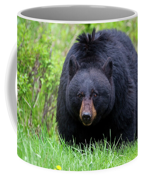 Bear Coffee Mug featuring the photograph Black Bear Face to Face by Mark Miller