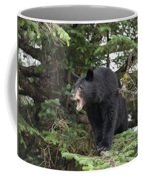 Black Bear Coffee Mug featuring the photograph Black Bear Yawn by David Kirby