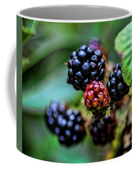 Berries Coffee Mug featuring the photograph Black Berries by Shirley Mangini