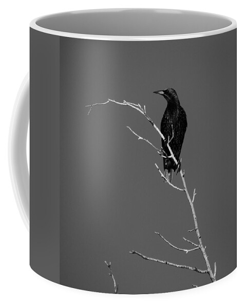 Black Bird Coffee Mug featuring the photograph Black Bird on a Branch by Bill Tomsa