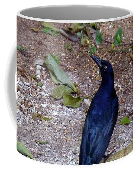Black Coffee Mug featuring the photograph Black bird on branch by Francesca Mackenney
