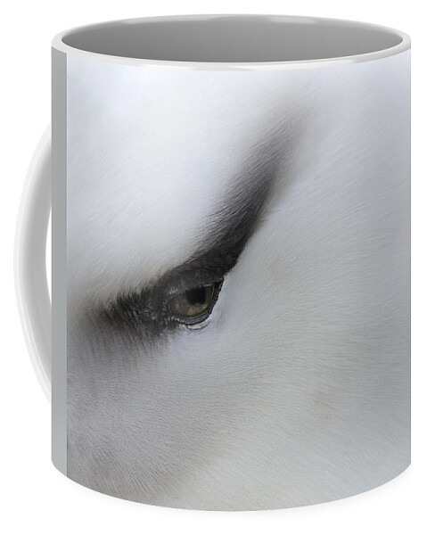 Black-browed Albatross Coffee Mug featuring the photograph Black Brow 2016 by Tony Beck