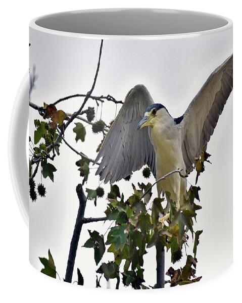 Linda Brody Coffee Mug featuring the photograph Black Crowned Night Heron 1 by Linda Brody