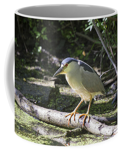 Heron Coffee Mug featuring the photograph Black-crowned Night Heron by Eunice Gibb