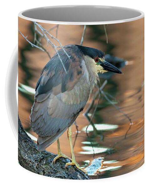 Nycticorax Nycticorax Coffee Mug featuring the photograph Black-crowned Night Heron by Jonathan Nguyen