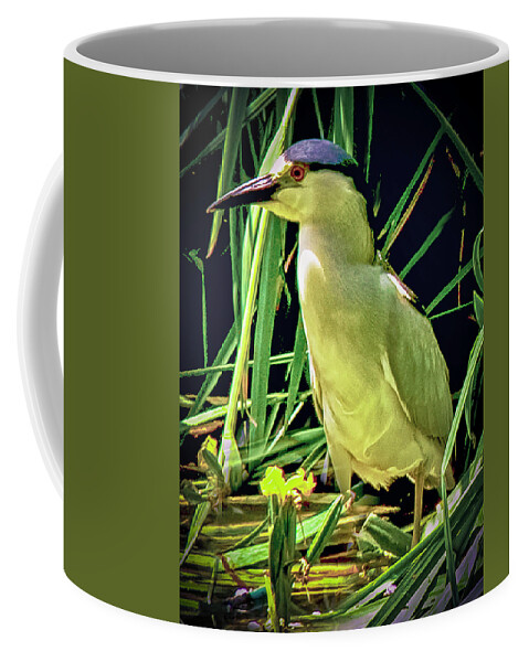 Birds Coffee Mug featuring the photograph Black Crowned Night Heron by Joseph Hollingsworth