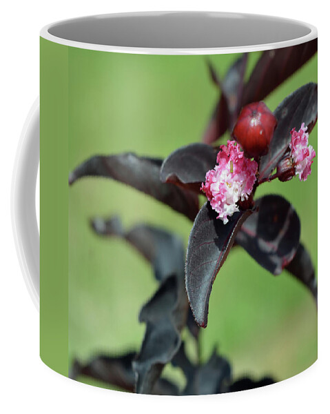 Crape Myrtle Coffee Mug featuring the photograph Black Diamond Crape Myrtle by Aimee L Maher ALM GALLERY