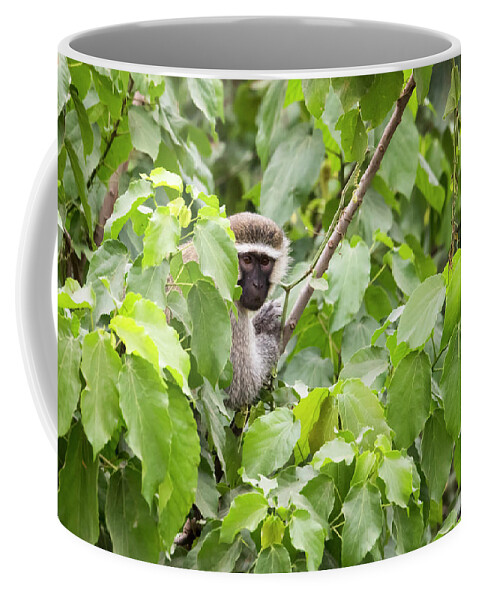 Africa Coffee Mug featuring the photograph Black faced vervet monkey in leafy tree, Uganda by Karen Foley