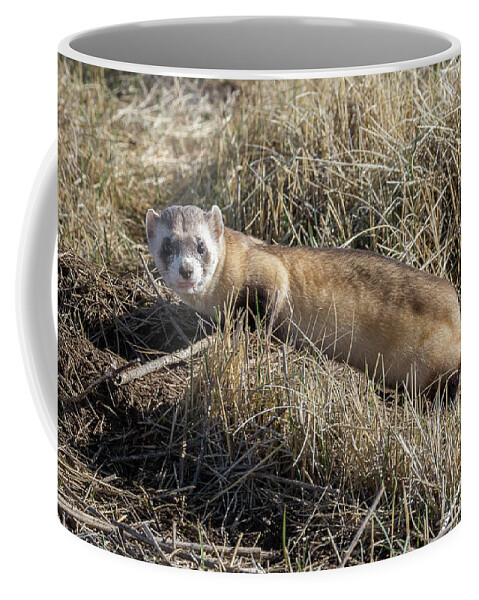 Ferret Coffee Mug featuring the photograph Black-footed Ferret On the Prowl by Tony Hake