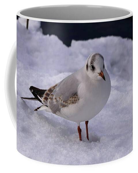 Black Headed Gull Coffee Mug featuring the photograph Black Headed Gull in the Snow by Jeff Townsend