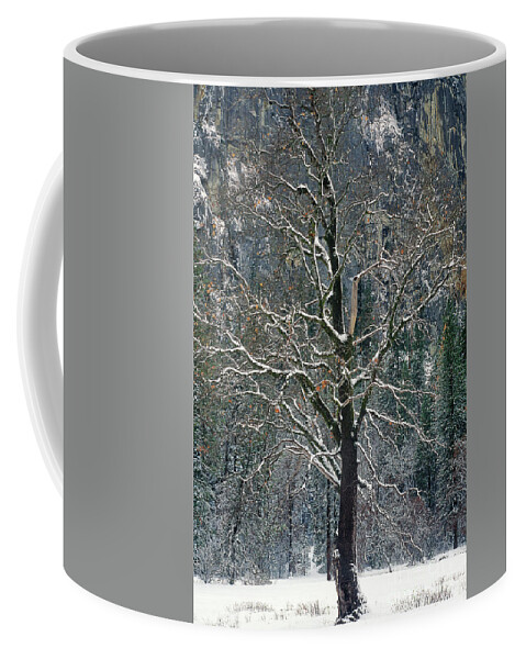 Black Oak Coffee Mug featuring the photograph Black Oak Quercus Kelloggii With Dusting Of Snow by Dave Welling