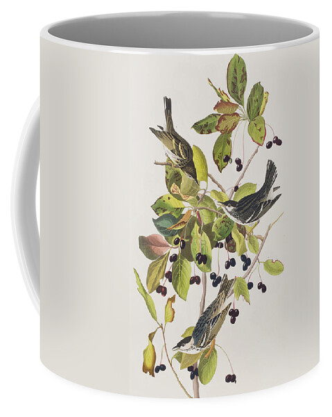 Black Poll Warbler. Black Coffee Mug featuring the painting Black Poll Warbler by John James Audubon