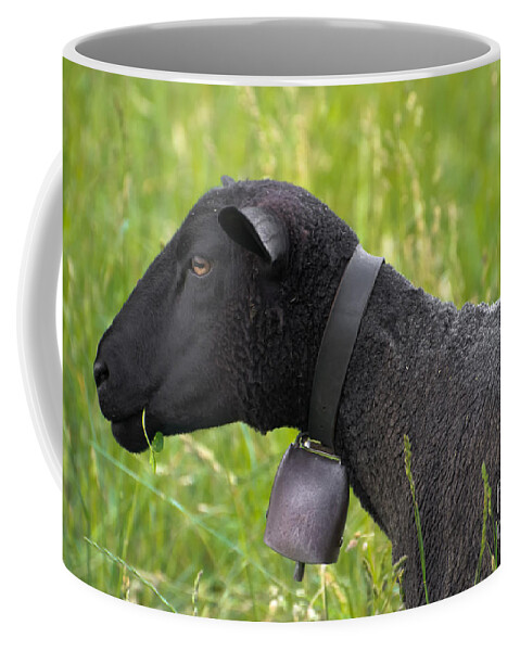 Sheep Coffee Mug featuring the photograph Black sheep by Mats Silvan