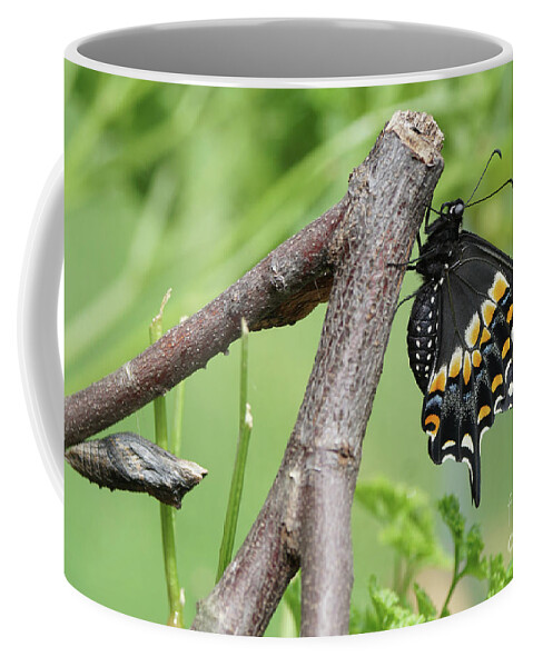 Black Swallowtail Coffee Mug featuring the photograph Black Swallowtail and Chrysalis by Robert E Alter Reflections of Infinity