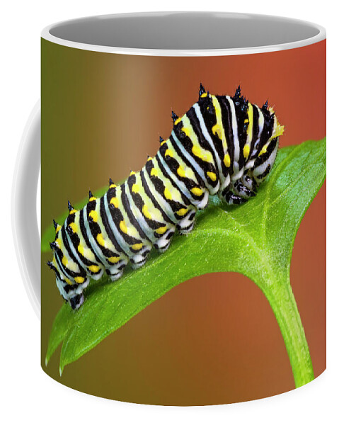 Caterpillar Coffee Mug featuring the photograph Black Swallowtail Butterfly Caterpillar by Susan Candelario