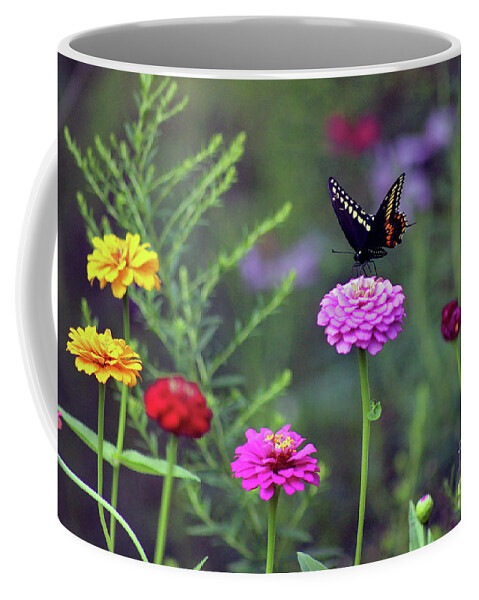 Butterfly Coffee Mug featuring the photograph Black Swallowtail Butterfly in August by Karen Adams