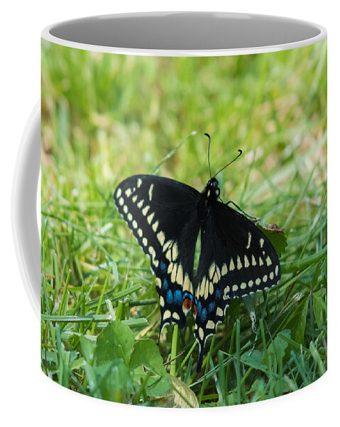 Black Swallowtail Butterfly Coffee Mug featuring the photograph Black Swallowtail Butterfly by Holden The Moment