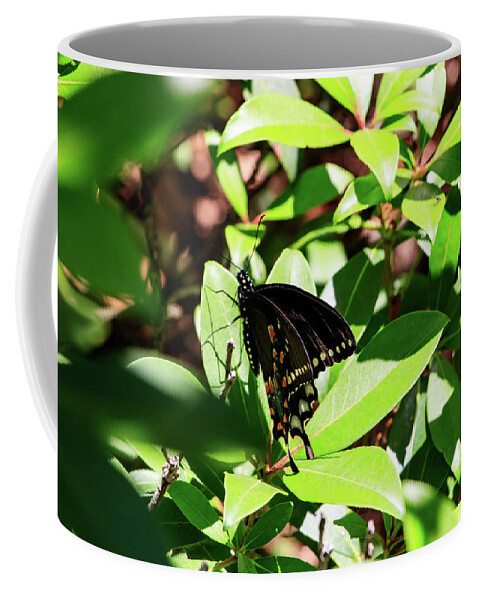 Butterfly Coffee Mug featuring the photograph Black Swallowtail Butterfly by Natural Vista Photography - Matt Sexton