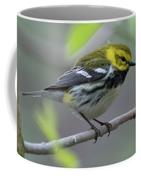 Warbler Coffee Mug featuring the photograph Black Throated Green Warbler by Wade Aiken
