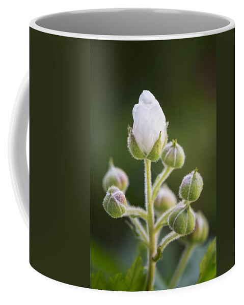 3scape Coffee Mug featuring the photograph Blackberry Blossoms by Adam Romanowicz