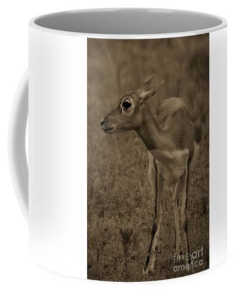 Blackbuck Coffee Mug featuring the photograph Blackbuck Sepia by Douglas Barnard