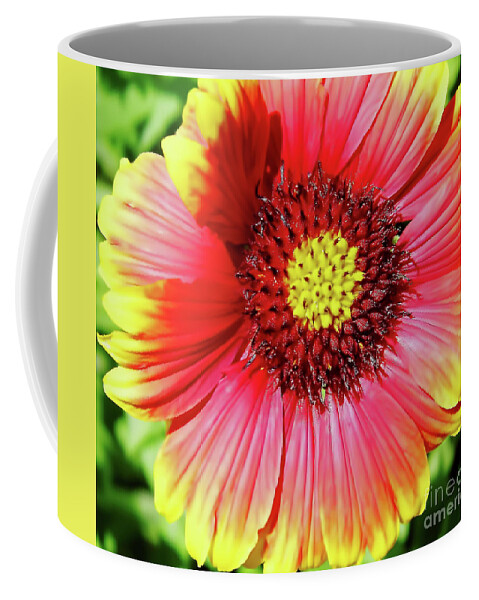 Gaillardia Coffee Mug featuring the photograph Blanket Flower by D Hackett