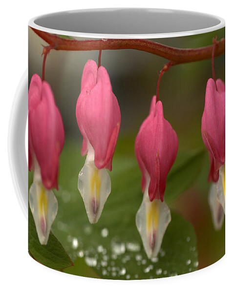 Flora Coffee Mug featuring the photograph Bleeding Hearts by Scott Gould