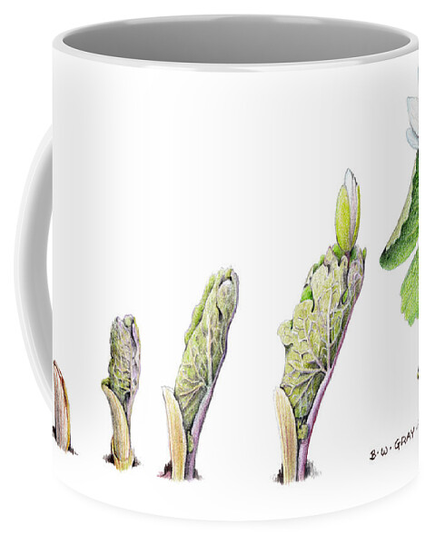 Bloodroot Coffee Mug featuring the drawing Bloodroot Unfolding II by Betsy Gray