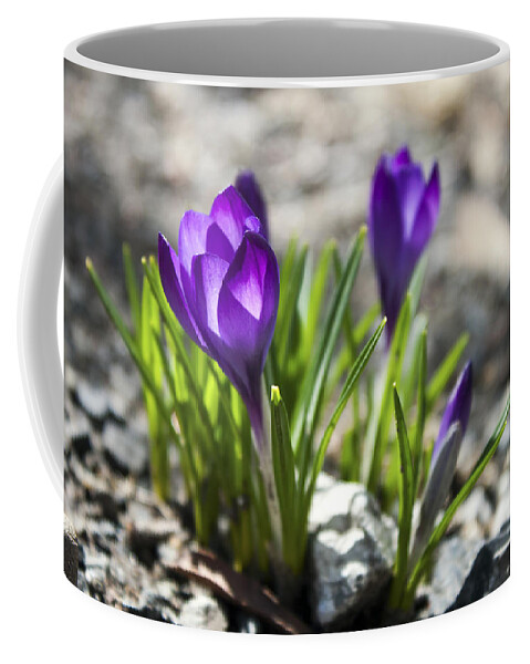 Flower Coffee Mug featuring the photograph Blooming Crocus #1 by Jeff Severson