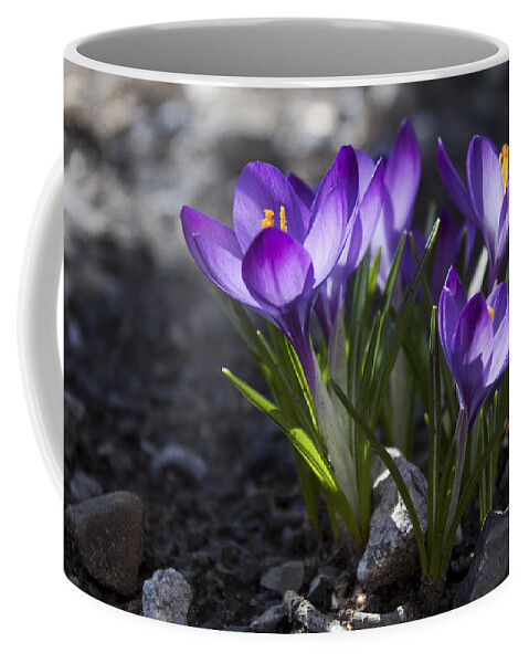 Flower Coffee Mug featuring the photograph Blooming Crocus #2 by Jeff Severson